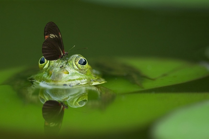 Butterfly & Frog