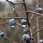Blue Berries.jpg