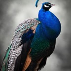Blue Peacock.jpg