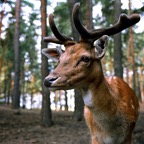 Forest Deer.jpg