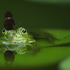 Butterfly & Frog.jpg