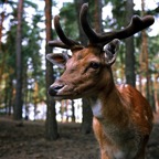 Forest Deer.jpg