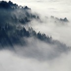 Misty Forest.jpg